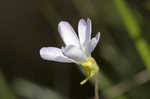 Southern butterwort